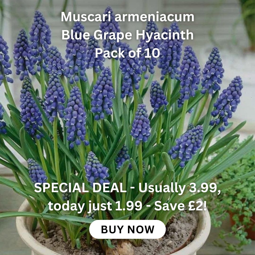 allium-hollandicum-gladiator-bulb