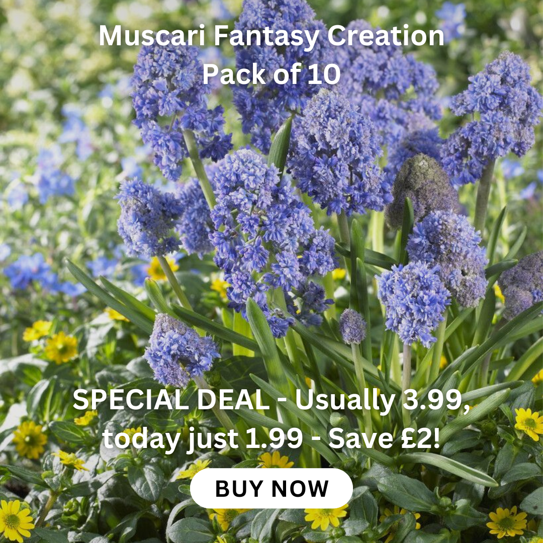 allium-hollandicum-gladiator-bulb