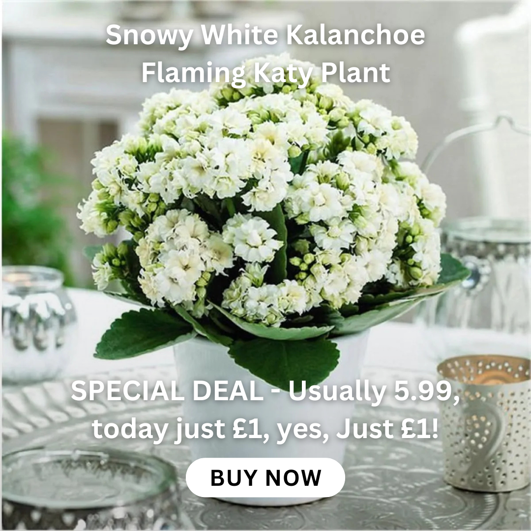 snowy-white-kalanchoe-flaming-katy-plant-in-bud-and-bursting-in-to-bloom-in-white-pot