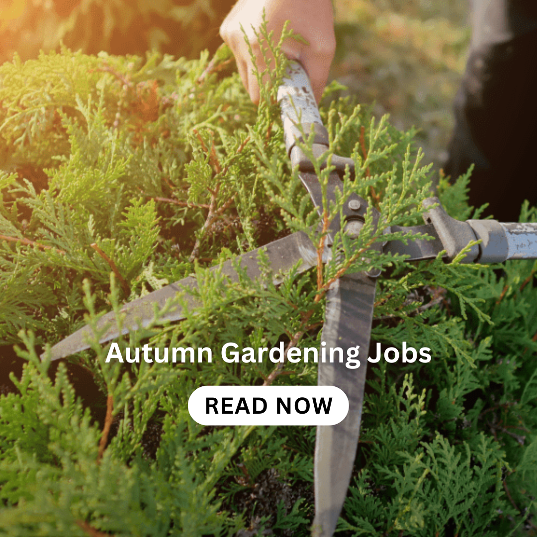 hedging-plants