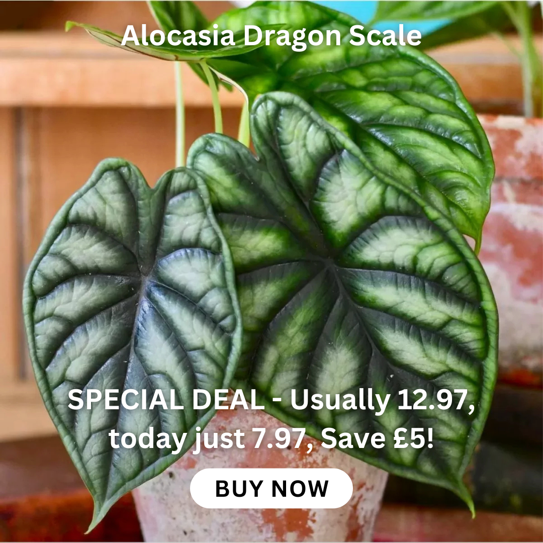 Aloe