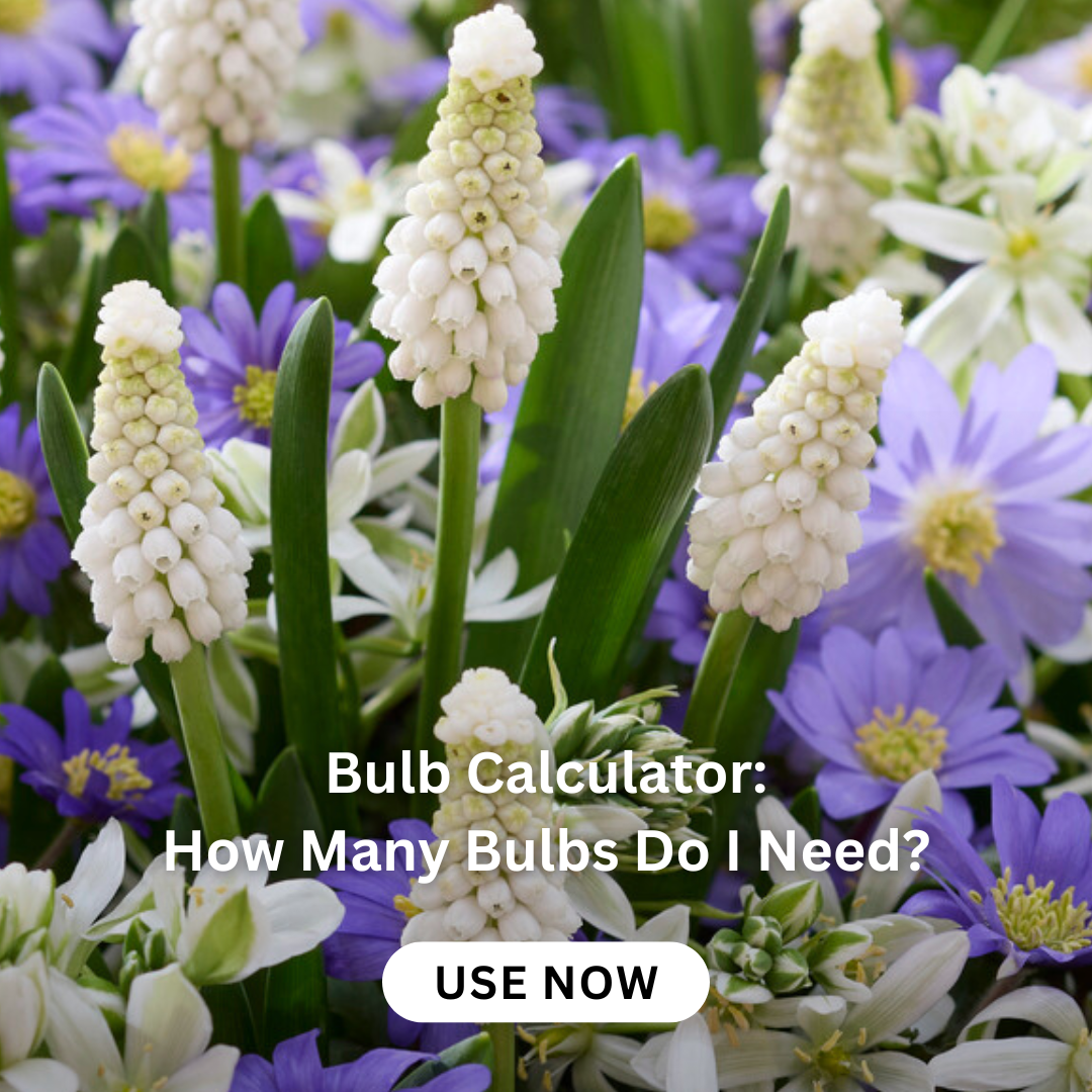 standard-roses-planting-care