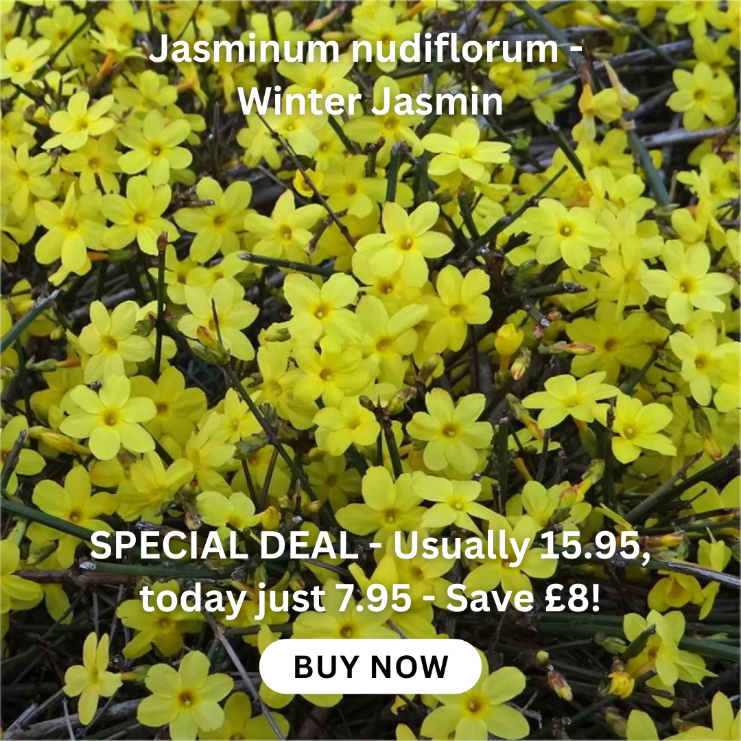 special-deal-jasminum-nudiflorum-winter-jasmin-bright-yellow-flowering-winter-jasmine