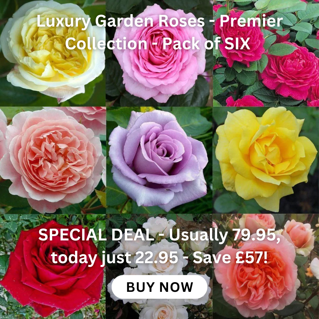 special-deal-luxury-garden-roses-premier-collection-pack-of-6-different-bush-roses