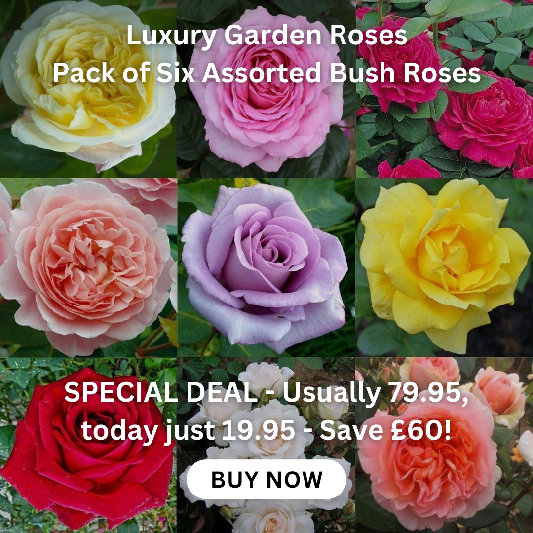 clematis-taiga-stunning-brand-new-exclusive-hardy-climbing-tiger-clematis-florida-taiga