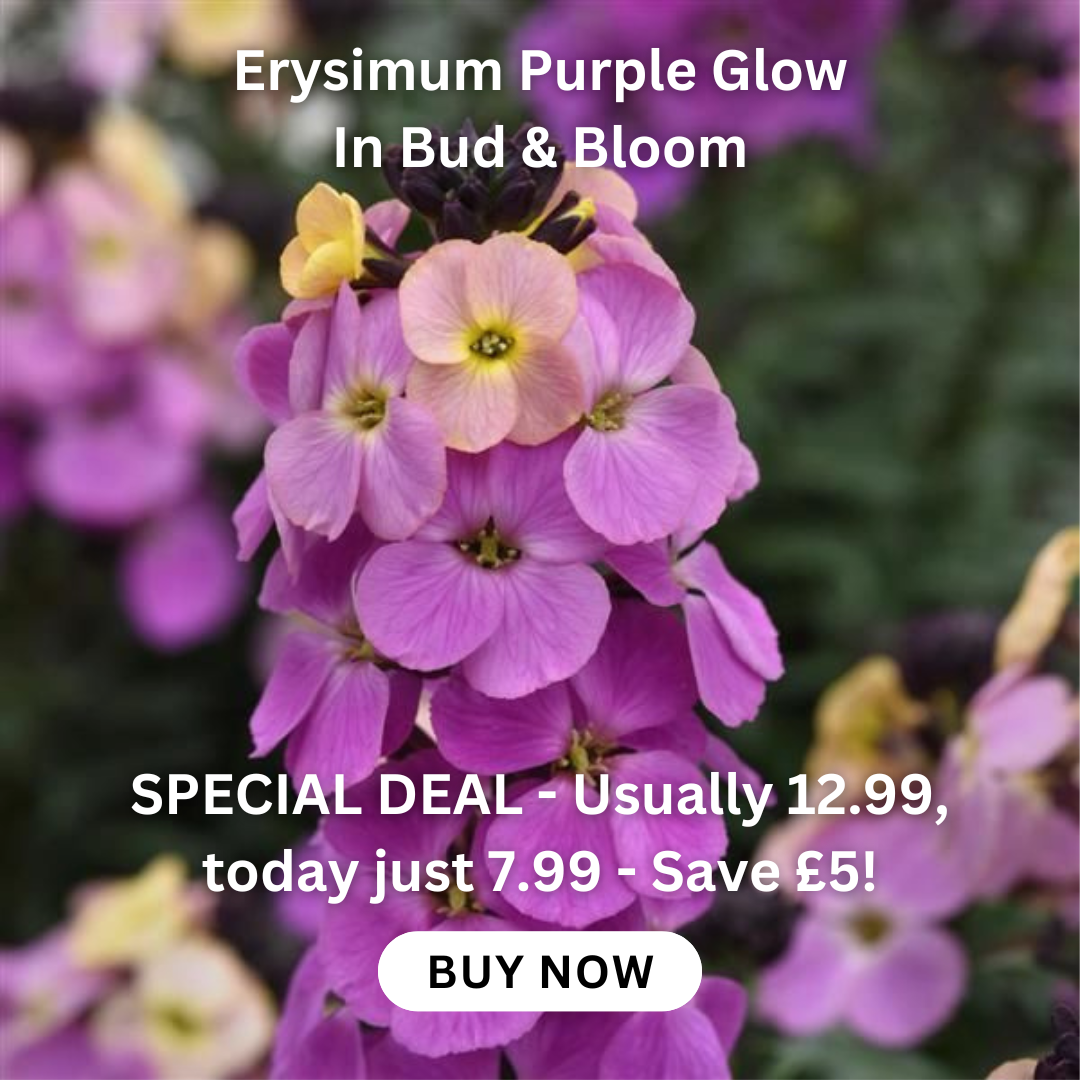 buddleia-tricolour-plant-three-in-one