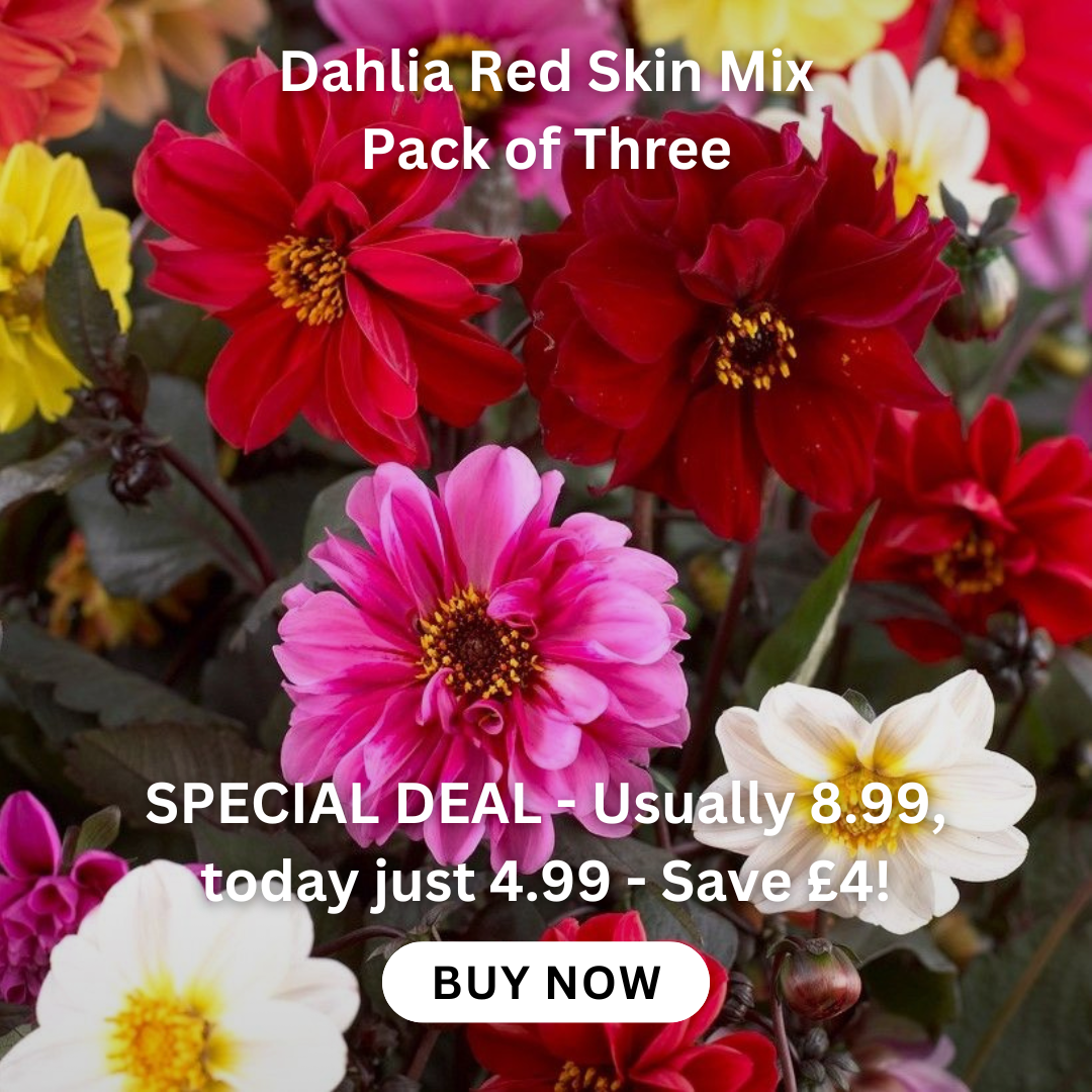 allium-hollandicum-gladiator-bulb