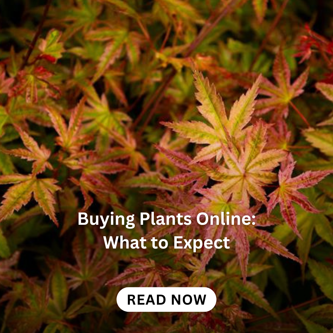 hedging-plants
