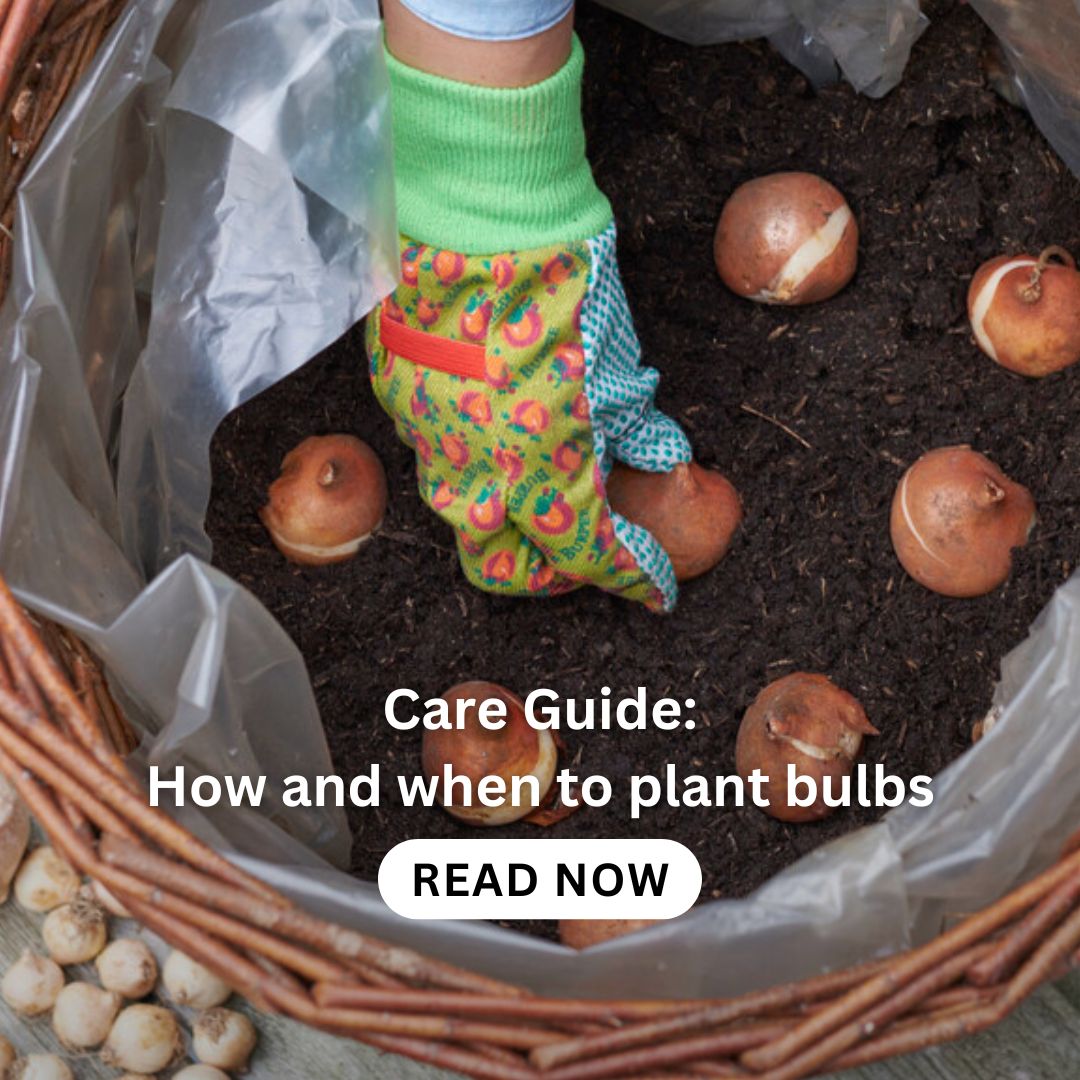 standard-roses-planting-care