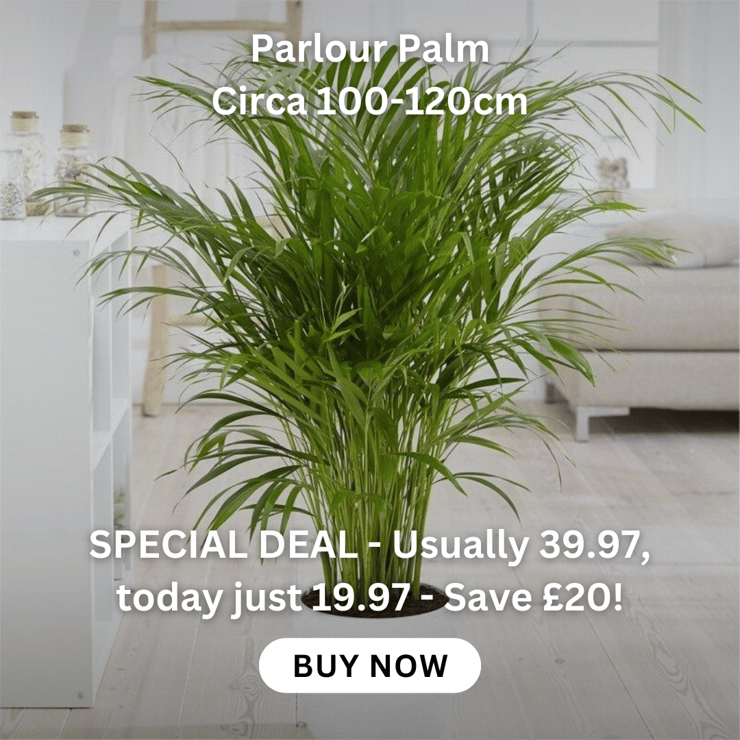 spathiphyllum-pearl-cupido-peace-lily