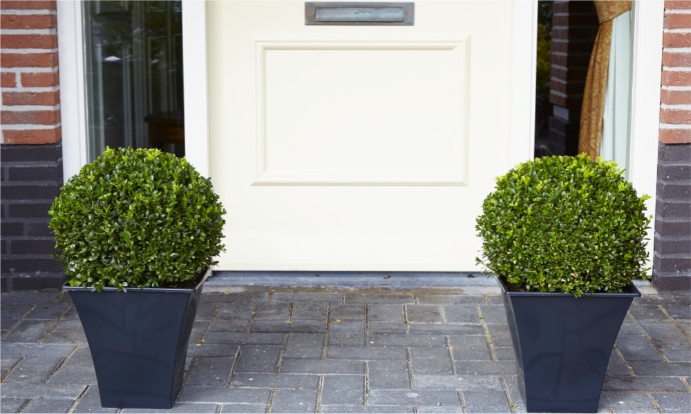 buddleia-tricolour-plant-three-in-one