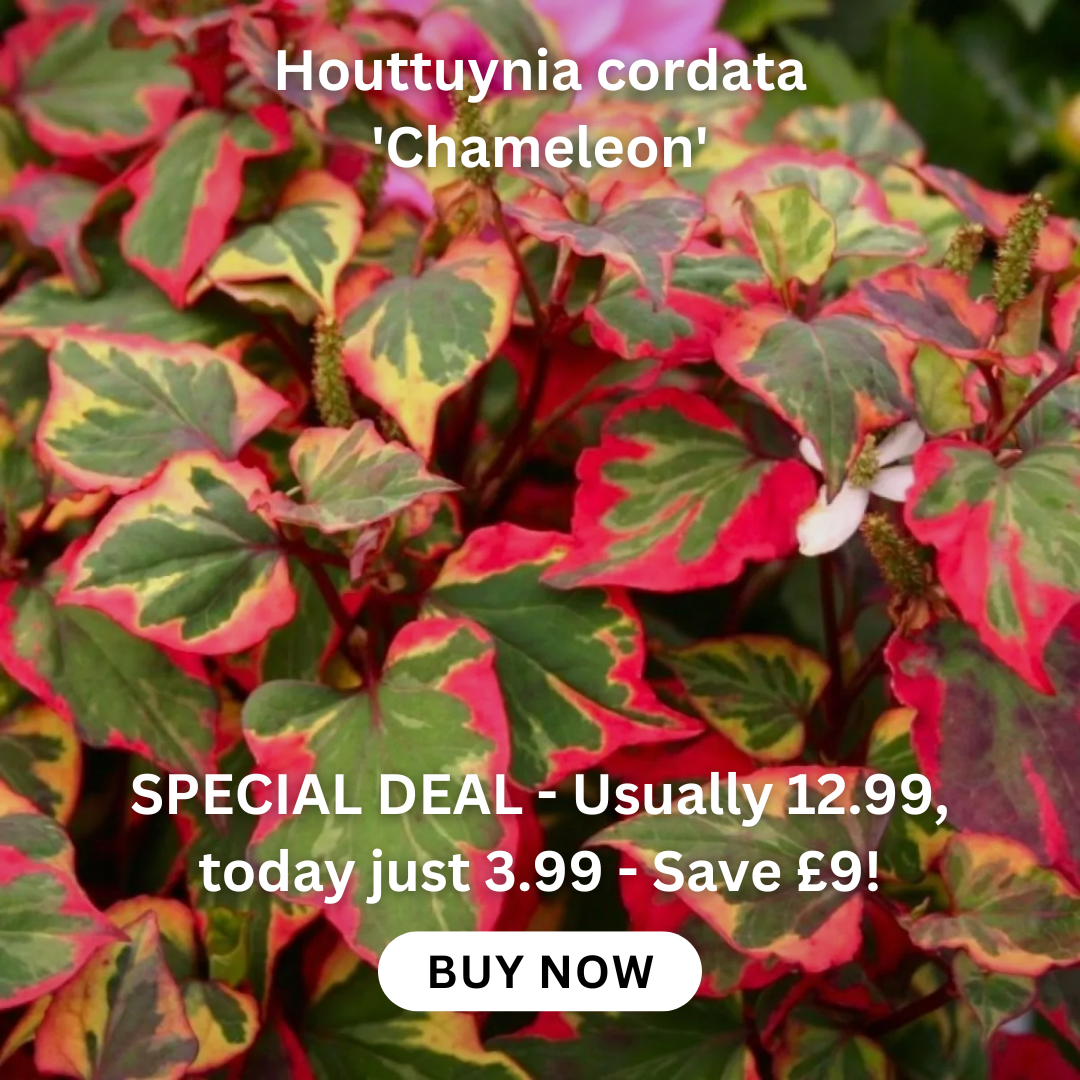 Page 10 Houseplants for sale UK Buy Indoor Plants online Houseplants